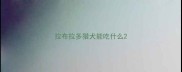 拉布拉多猎犬能吃什么