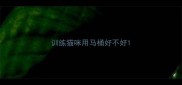 训练猫咪用马桶好不好