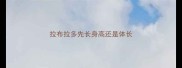 拉布拉多先长身高还是体长