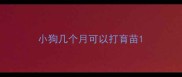 小狗几个月可以打育苗