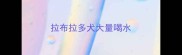 拉布拉多犬大量喝水