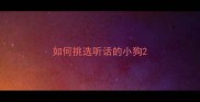 如何挑选听话的小狗