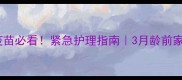 幼犬未接种疫苗必看紧急护理指南3月龄前家长速存