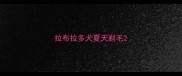 拉布拉多犬夏天剃毛