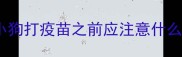 小狗打疫苗之前应注意什么
