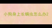 小狗身上长螨虫怎么办