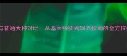 边牧与普通犬种对比从基因特征到饲养指南的全方位指南
