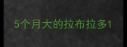 5个月大的拉布拉多