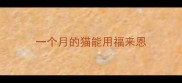 一个月的猫能用福来恩