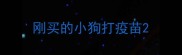 刚买的小狗打疫苗