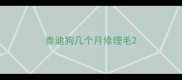 泰迪狗几个月修理毛