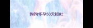 狗狗怀孕50天呕吐