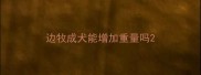 边牧成犬能增加重量吗