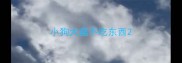 小狗犬瘟不吃东西
