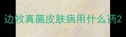 边牧真菌皮肤病用什么药