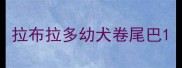 拉布拉多幼犬卷尾巴