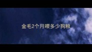 金毛2个月喂多少狗粮