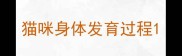 猫咪身体发育过程
