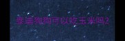 泰迪狗狗可以吃玉米吗