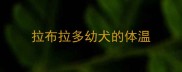 拉布拉多幼犬的体温