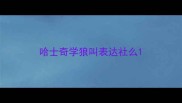 哈士奇学狼叫表达社么