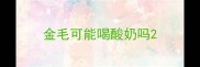 金毛可能喝酸奶吗