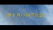 两个月小狗不吃饭