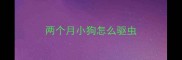 两个月小狗怎么驱虫
