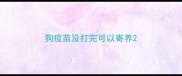 狗疫苗没打完可以寄养
