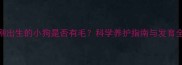 刚出生的小狗是否有毛科学养护指南与发育全