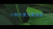 小狗大便只要成型