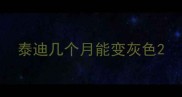 泰迪几个月能变灰色
