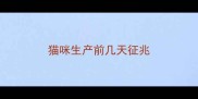 猫咪生产前几天征兆