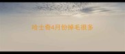 哈士奇4月份掉毛很多