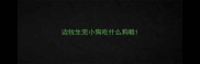 边牧生完小狗吃什么狗粮