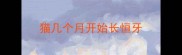 猫几个月开始长恒牙