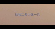 边牧二多少钱一只