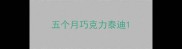五个月巧克力泰迪
