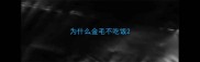 为什么金毛不吃饭