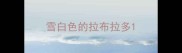 雪白色的拉布拉多