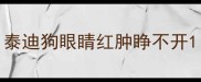 泰迪狗眼睛红肿睁不开