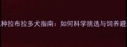 北京买纯种拉布拉多犬指南如何科学挑选与饲养避坑全攻略