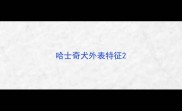 哈士奇犬外表特征