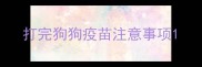 打完狗狗疫苗注意事项