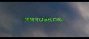 狗狗可以舔伤口吗