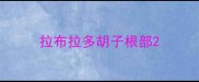 拉布拉多胡子根部