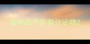 猫咪临产前有分泌物