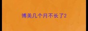 博美几个月不长了