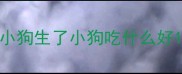 小狗生了小狗吃什么好