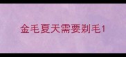 金毛夏天需要剃毛